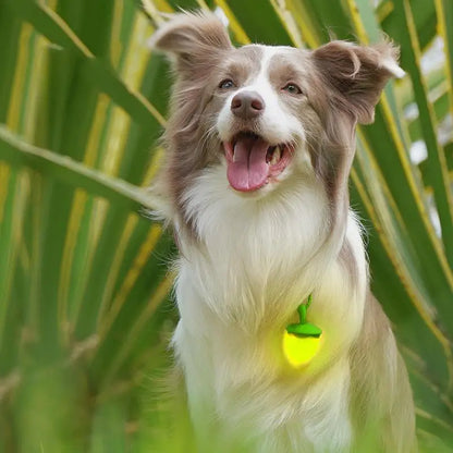 Dog Collar Light