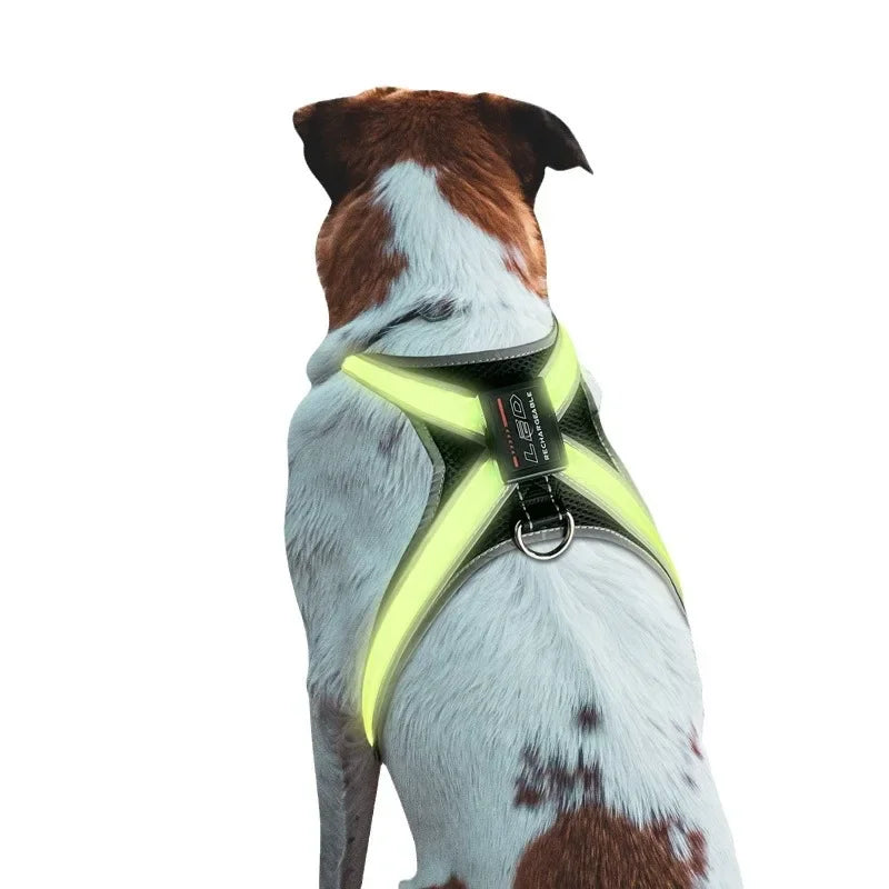 LED Dog Collar Harness